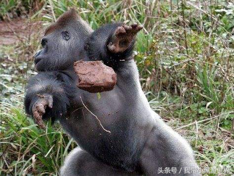 大猩猩不想和你说话，并向你扔了一坨儿