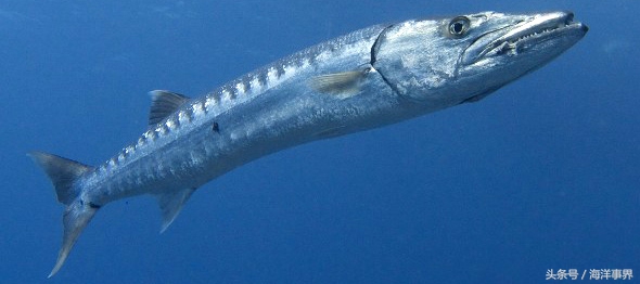 常見(jiàn)的海鮮你都知道名字嗎？（大型魚(yú)篇）