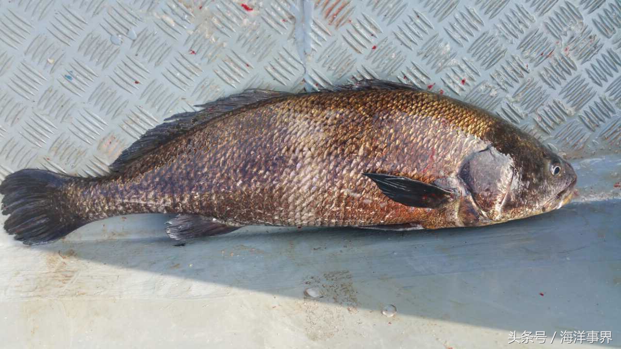 常見(jiàn)的海鮮你都知道名字嗎？（大型魚(yú)篇）