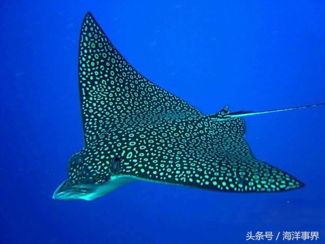 常見(jiàn)的海鮮你都知道名字嗎？（大型魚(yú)篇）
