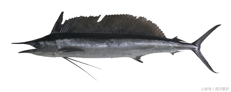 常見(jiàn)的海鮮你都知道名字嗎？（大型魚(yú)篇）