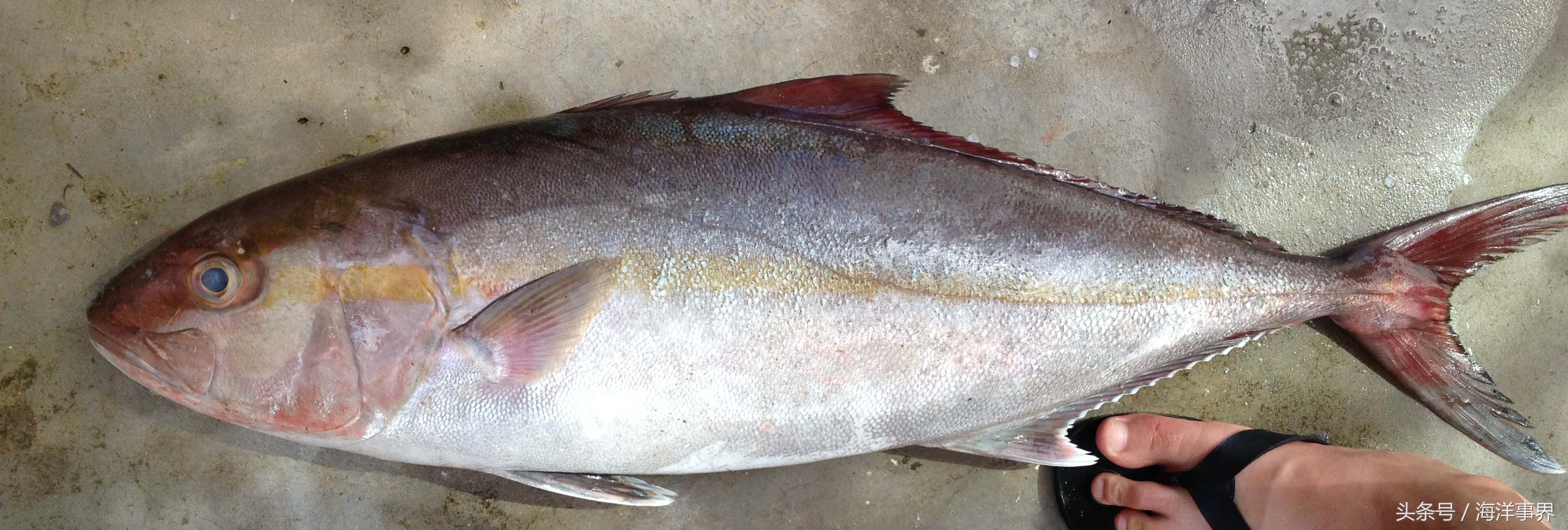 常見(jiàn)的海鮮你都知道名字嗎？（大型魚(yú)篇）