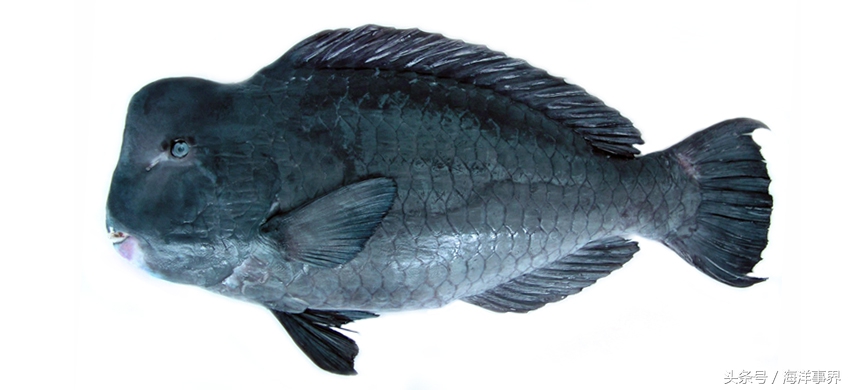 常見(jiàn)的海鮮你都知道名字嗎？（大型魚(yú)篇）