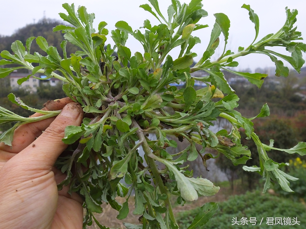 清明菜别名毛耳朵 入药止咳化痰平喘降血压