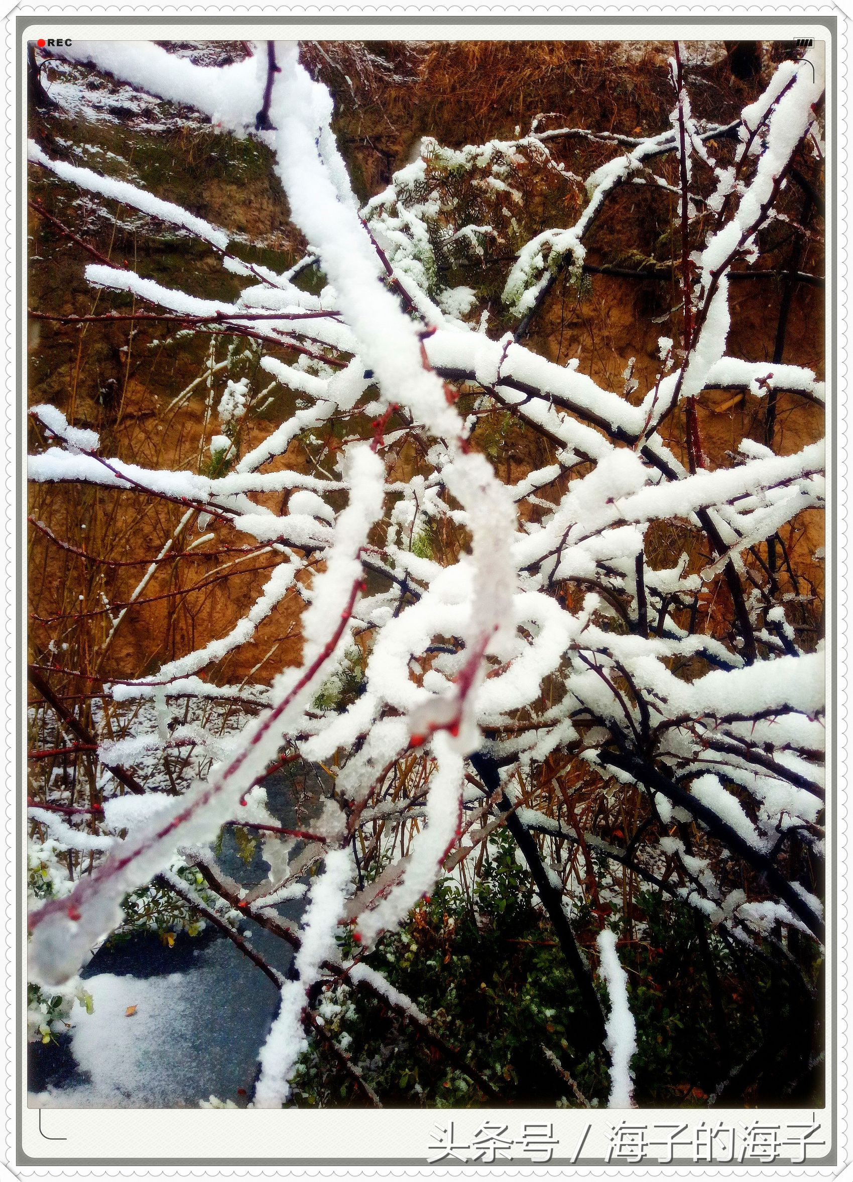 " not be wintry negative snow, however Xue Lianchun " of the affection in snow 1 " my heart flies upwards "