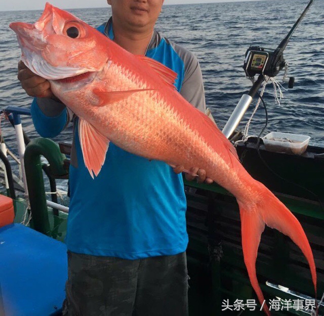 常見(jiàn)的海鮮你都知道名字嗎？（大型魚(yú)篇）