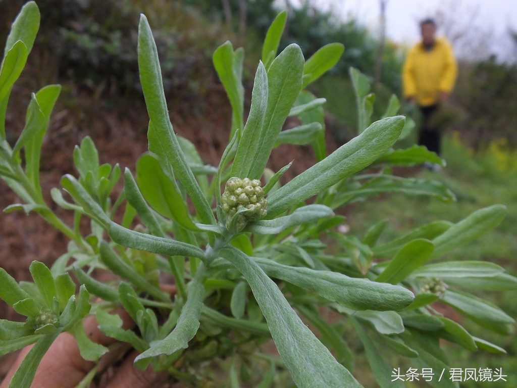 清明菜别名毛耳朵 入药止咳化痰平喘降血压
