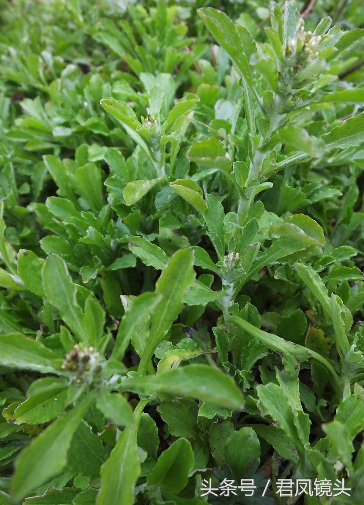 清明菜别名毛耳朵 入药止咳化痰平喘降血压