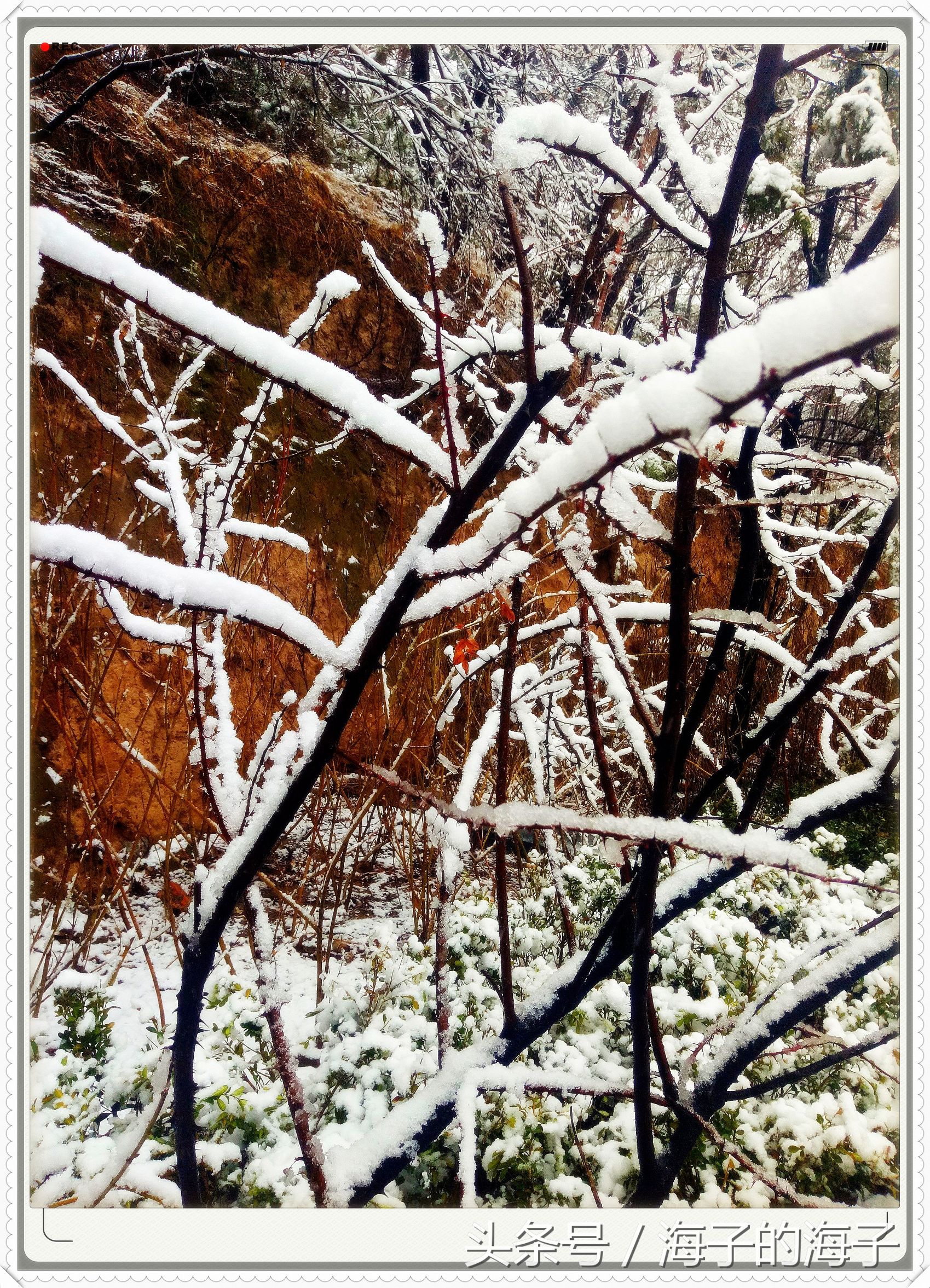 " not be wintry negative snow, however Xue Lianchun " of the affection in snow 1 " my heart flies upwards "