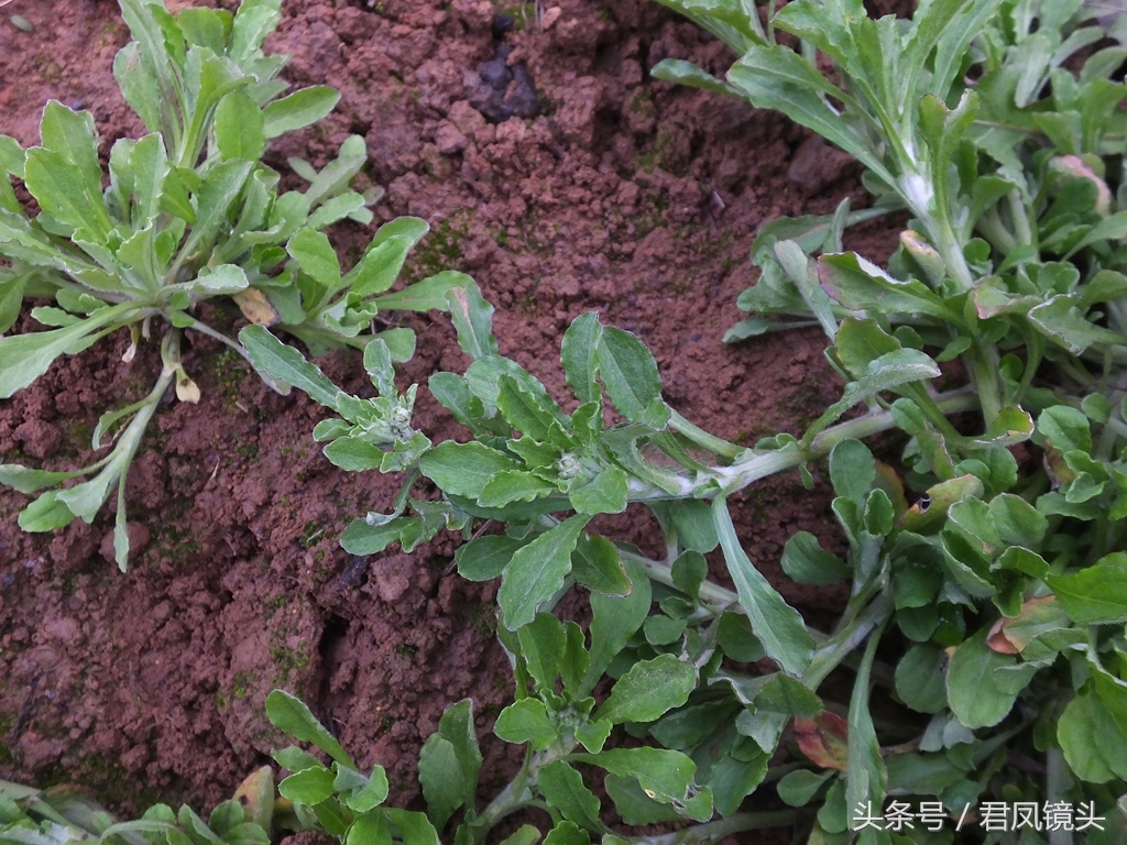 清明菜别名毛耳朵 入药止咳化痰平喘降血压