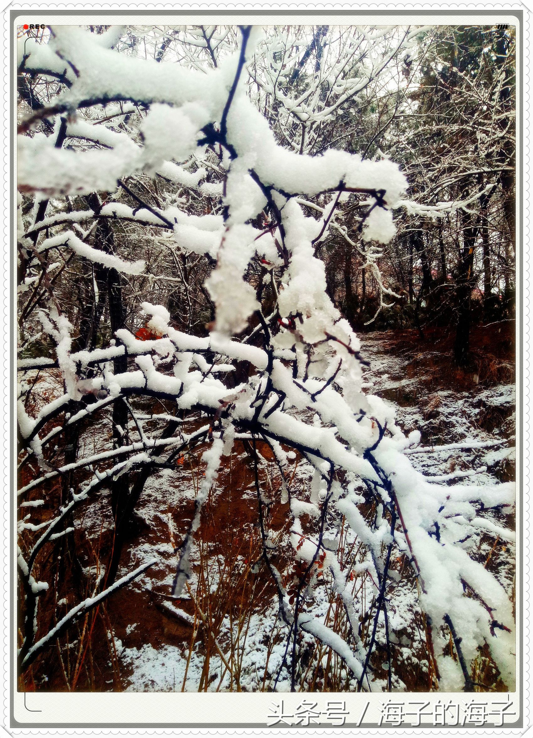 " not be wintry negative snow, however Xue Lianchun " of the affection in snow 1 " my heart flies upwards "