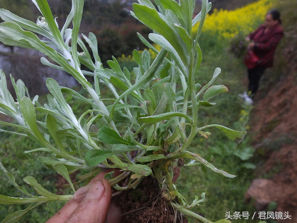 鼠曲草又名猫耳朵草（入药主治咳嗽哮喘高血压）