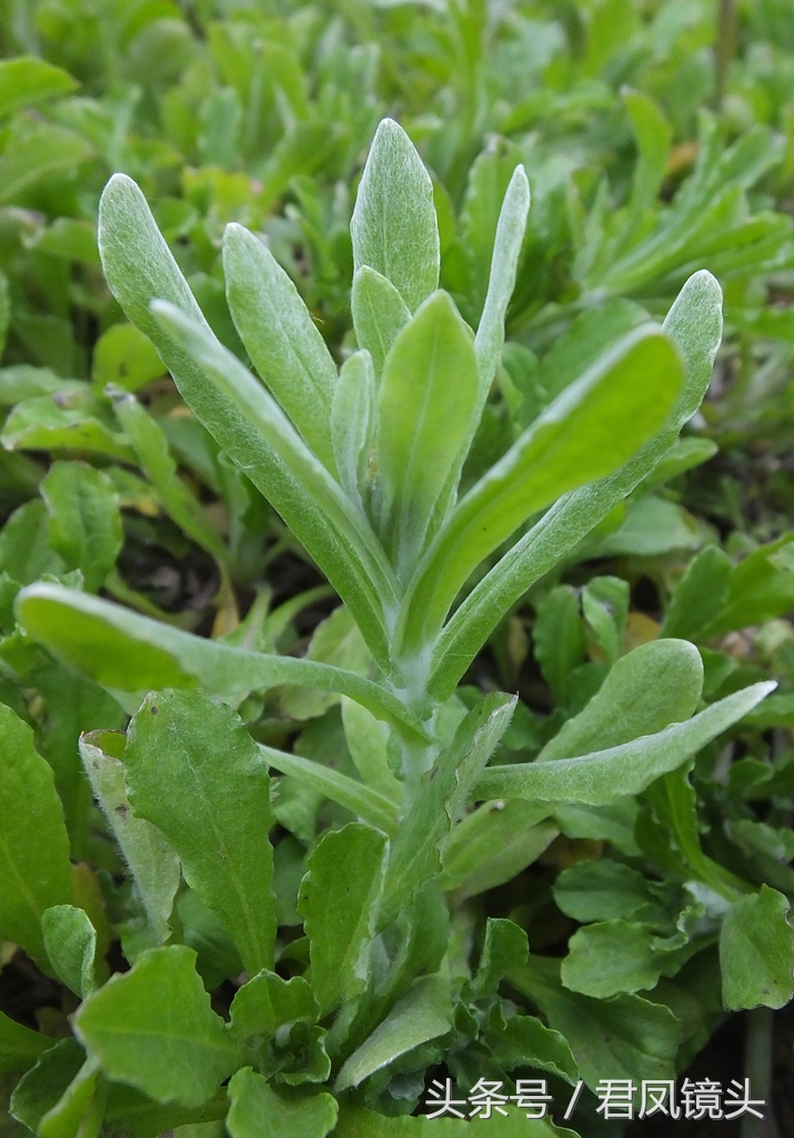 菜,鼠耳,無心草,鼠耳草,香茅,蚍蜉酒草,黃花白艾,佛耳草,茸母,黃蒿,米