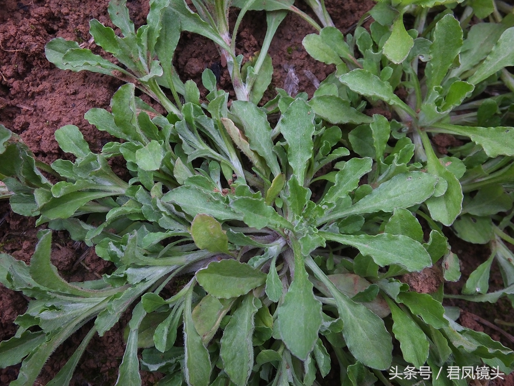 清明菜别名毛耳朵 入药止咳化痰平喘降血压