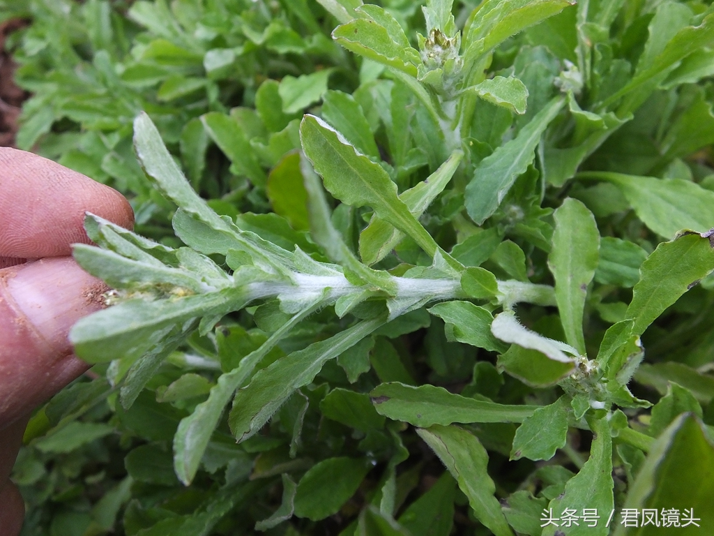 清明菜别名毛耳朵 入药止咳化痰平喘降血压