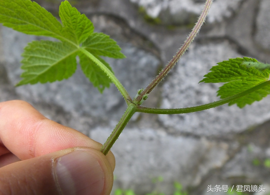 拉拉藤的功效与作用(详解拉拉藤的药用价值)