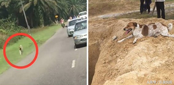 马来西亚老妇过世 爱犬追送葬队伍几公里到坟地
