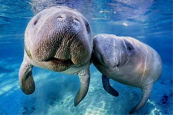 传说中的“美人鱼”原来是这种动物，跟大象是远亲，你见过吗