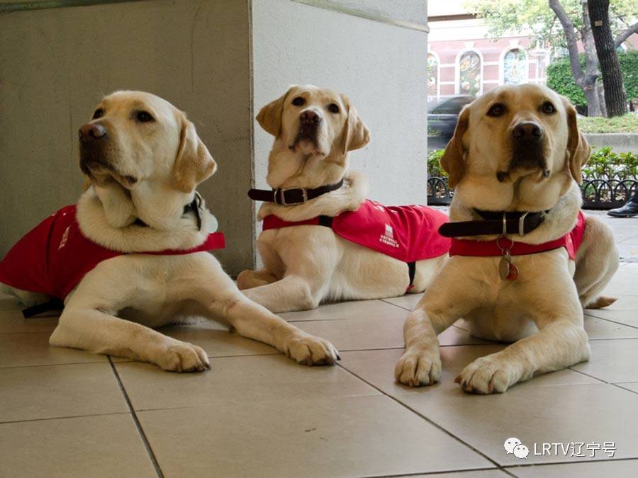 导盲犬不再“碰壁”｜在辽宁的地铁公交上你可能会遇到这样特殊的朋友