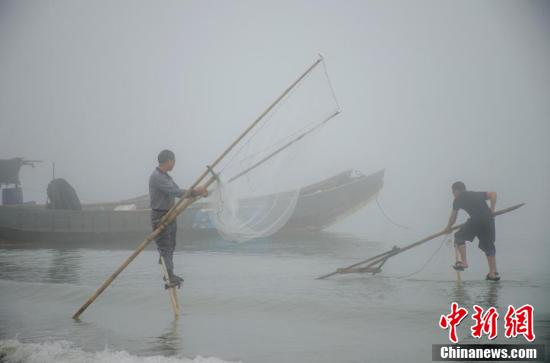 京族渔民展传统踩高跷捕鱼方式迎“三月三”