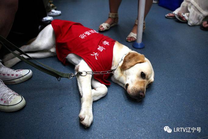 导盲犬不再“碰壁”｜在辽宁的地铁公交上你可能会遇到这样特殊的朋友