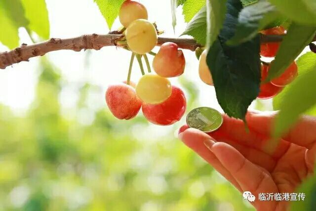 临沂临港区：大樱桃熟了，喊你来摘！