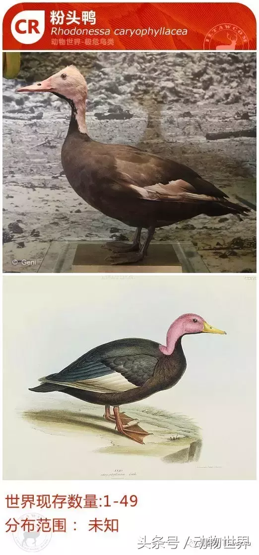 动物世界-极度濒危的鸟类（三）