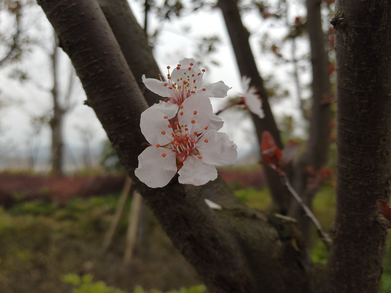 澎湃芯，颜值不输华为P10，小米5C开箱测评