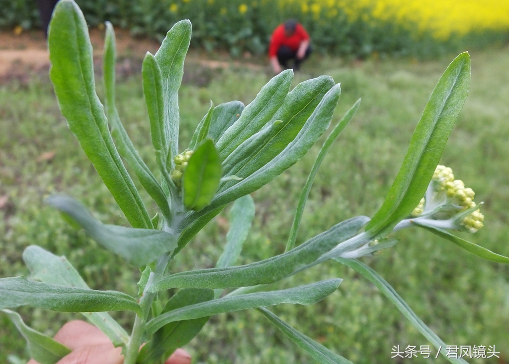 鼠曲草：入药降血压止咳化痰祛风解表