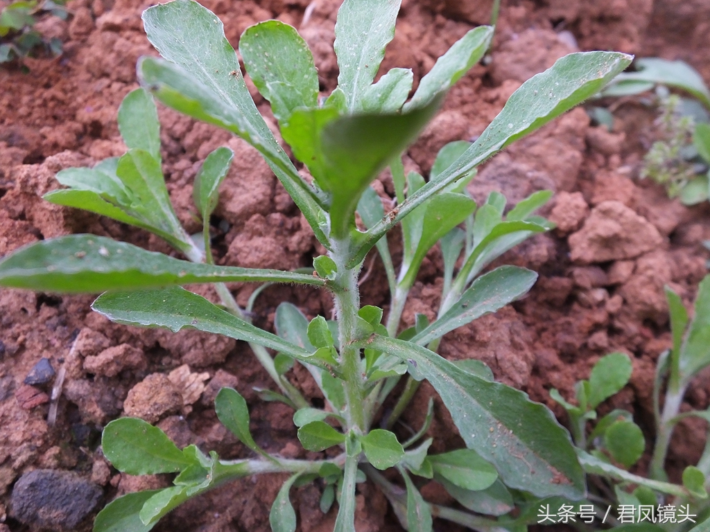 鼠曲草的功效與作用,鼠曲草的功效與作用及食用方法