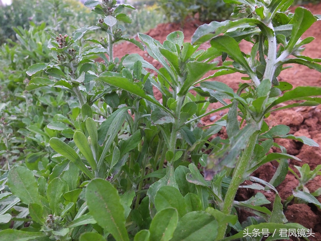 鼠曲草的功效與作用,鼠曲草的功效與作用及食用方法
