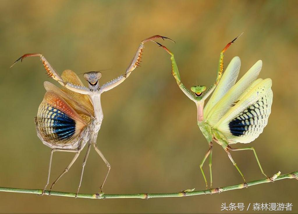 螳螂是益虫还是害虫？关于螳螂，知道这些就够了-第25张图片