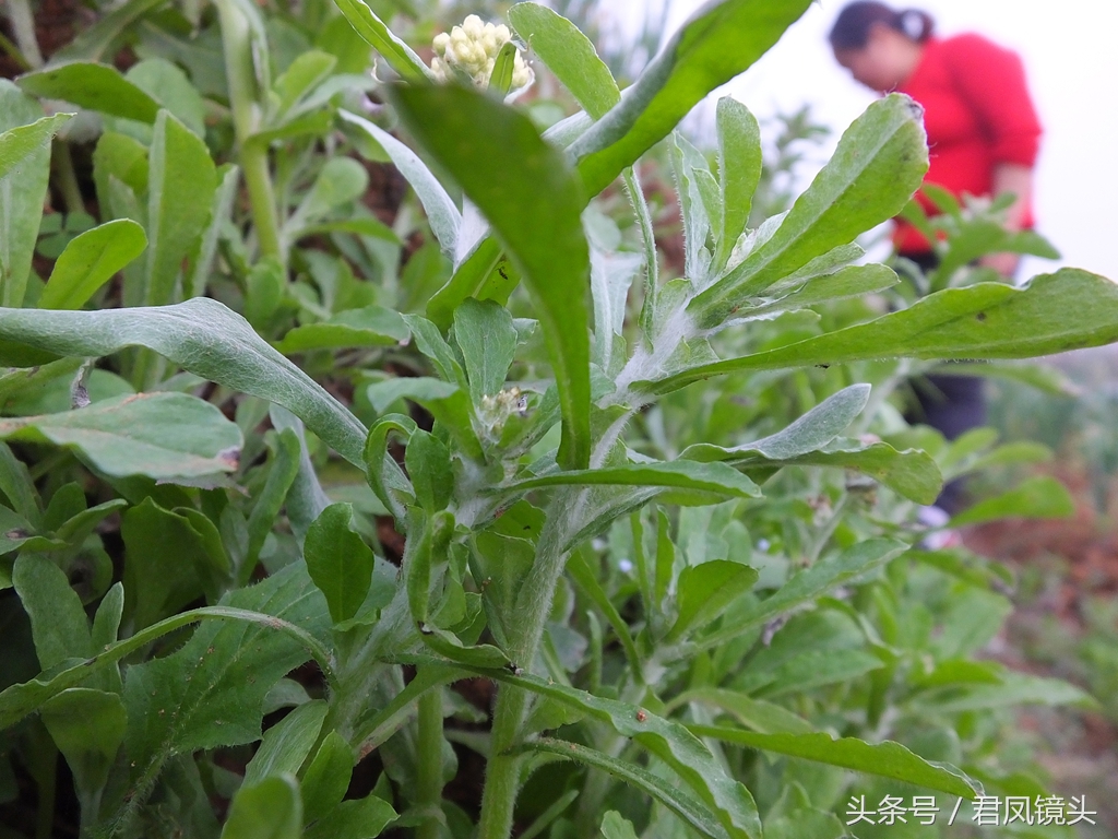 鼠曲草：入药降血压止咳化痰祛风解表