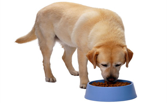 “狗粮”吃饱了就不用吃饭了？