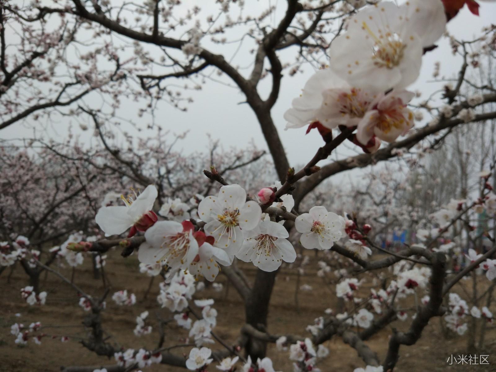 小米5c开箱—普通米粉带你走进“芯”国货