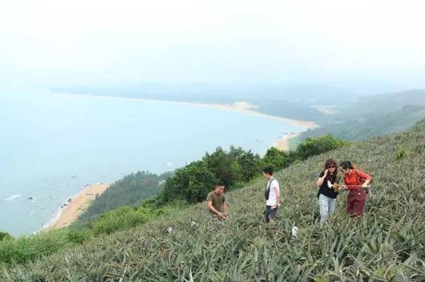 The seaside that boils in dragon picks pineapple is bright exploded really! 