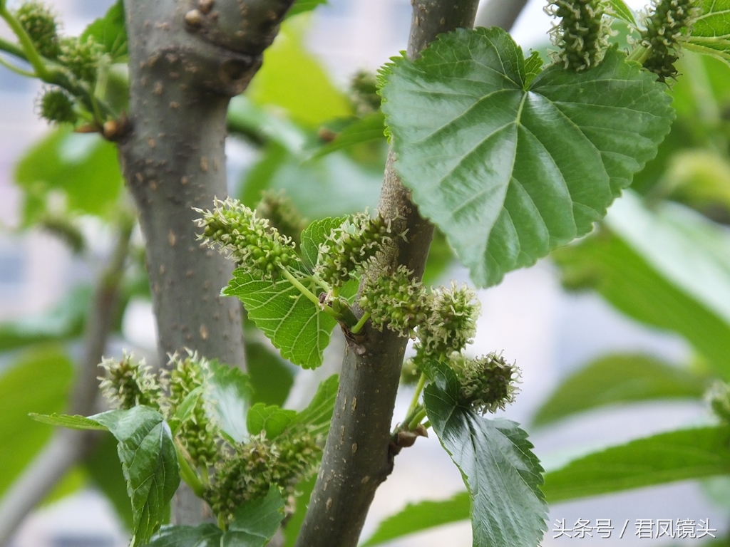 桑树的果实有好多妙用(桑树的果叶皮枝均可入药)