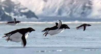 真惊了，企鹅居然会飞翔吗？卡尔科学实验室第122期