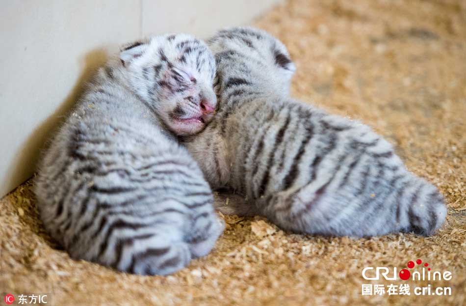 全球首例白虎四胞胎亮相波兰动物园