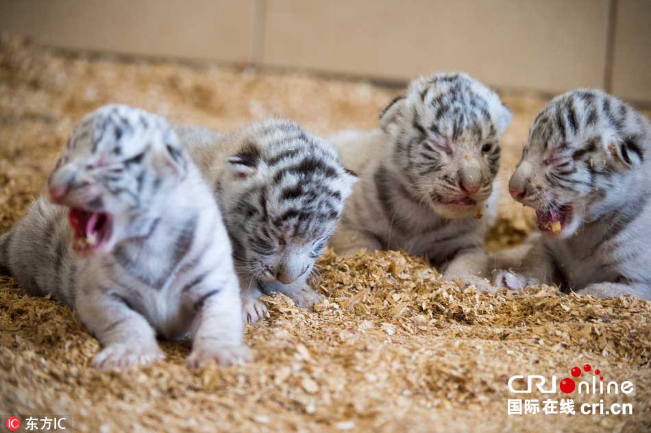 全球首例白虎四胞胎亮相波兰动物园