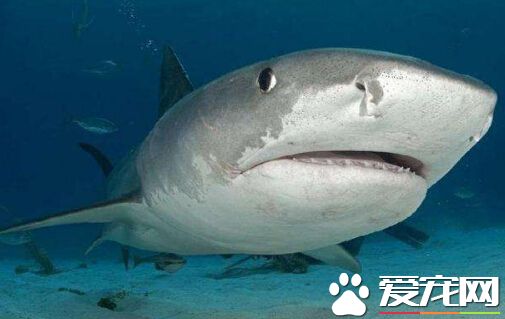 澳洲海滩6米长巨型虎鲨被杀 未找到捕杀者