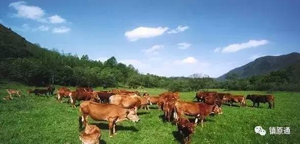 甘肃这几个县在全国出名了!