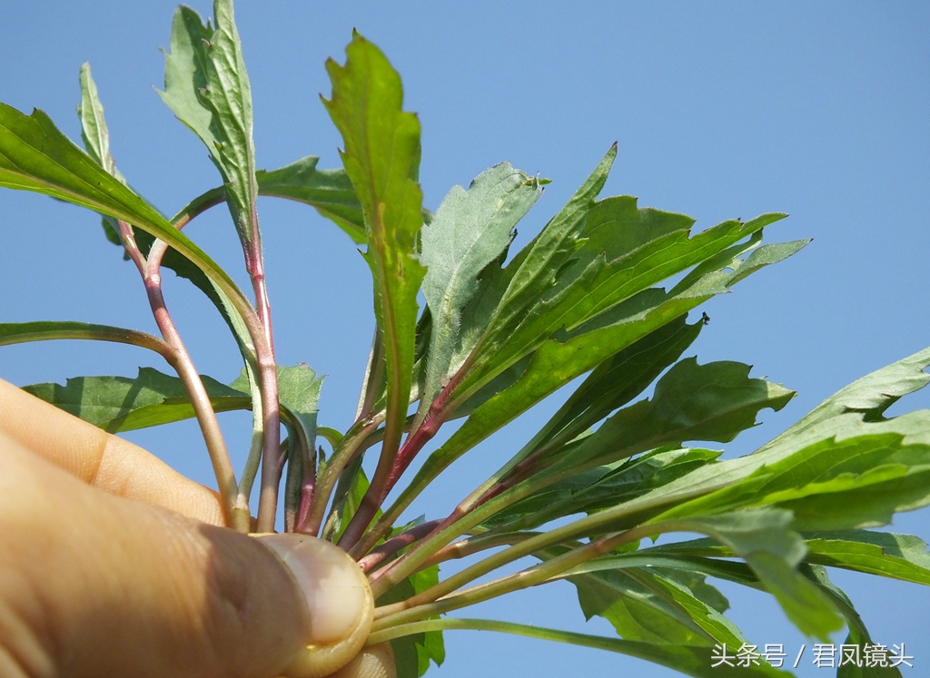 野菜马兰头图片近照图片