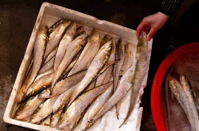 7800一斤！长江刀鱼卖出天价，真因为有多好吃？