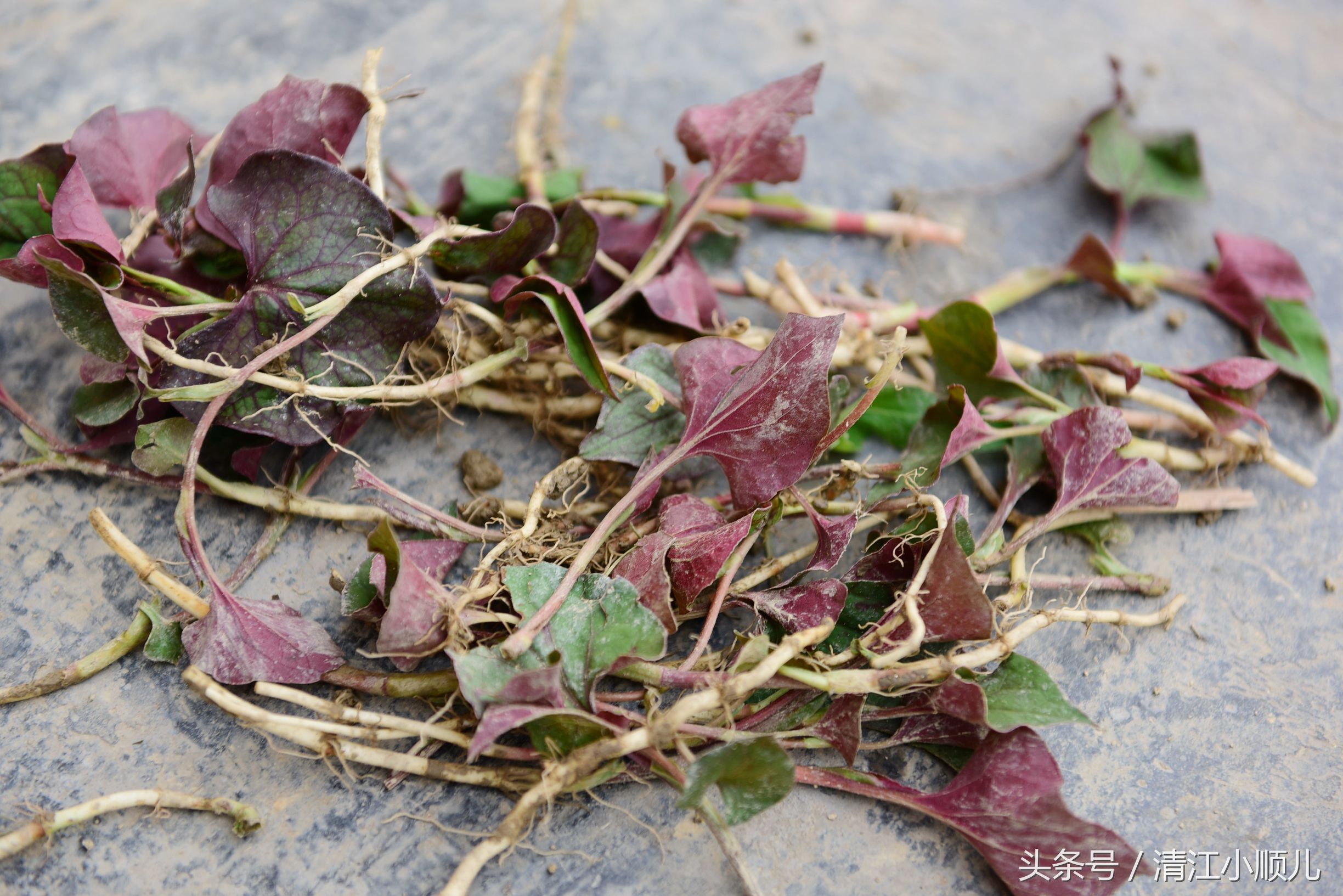 鱼腥草是折耳根吗（鱼腥草的功效作用及简介）