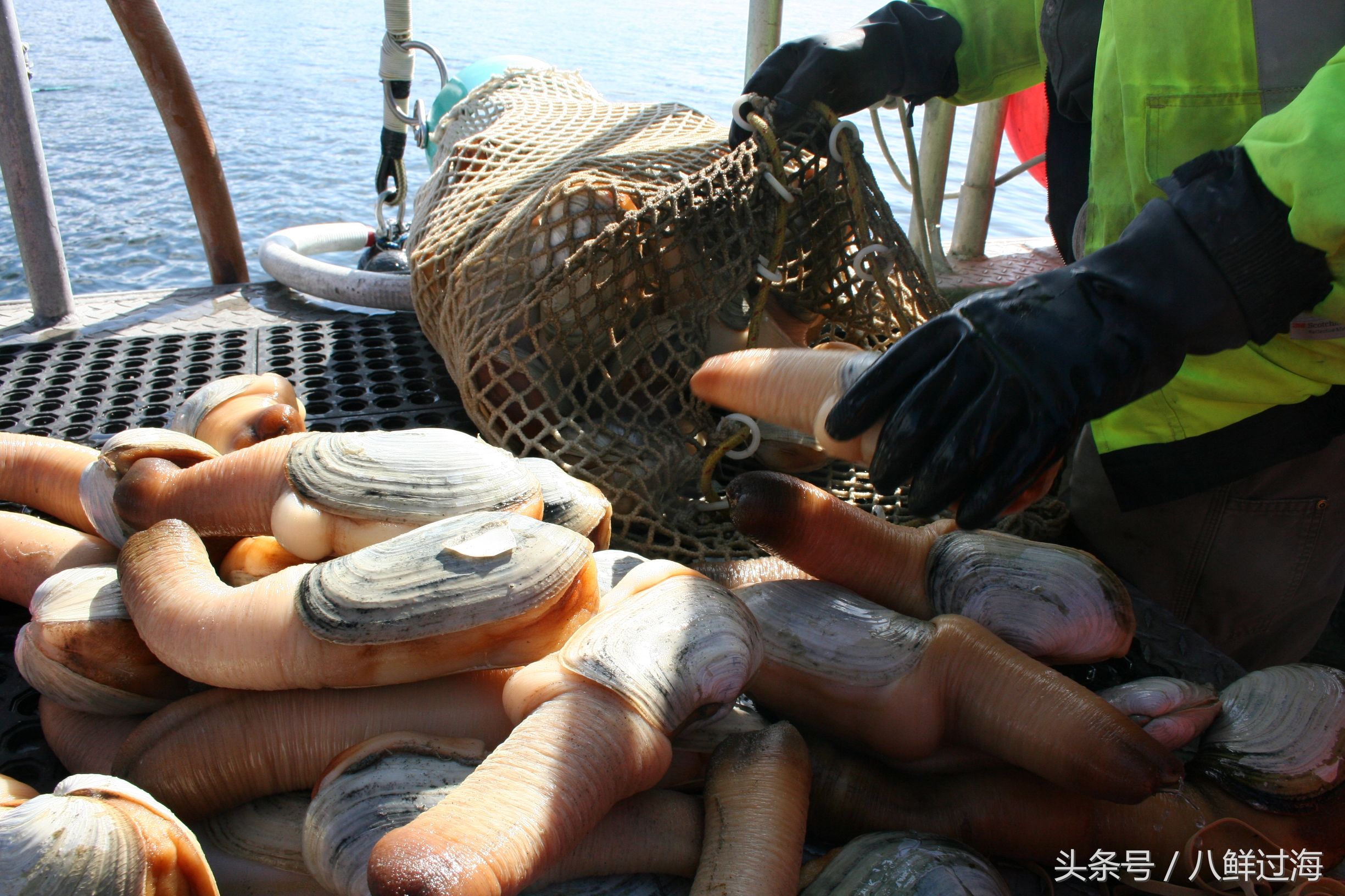 象拔蚌根本不是蚌?潜水员带喷水枪捕捞加拿大象拔蚌,满载而归!