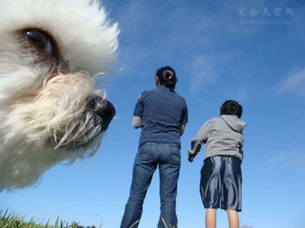 狗狗搶鏡的一些搞笑照片 讓人看了忍不住笑出來（一）