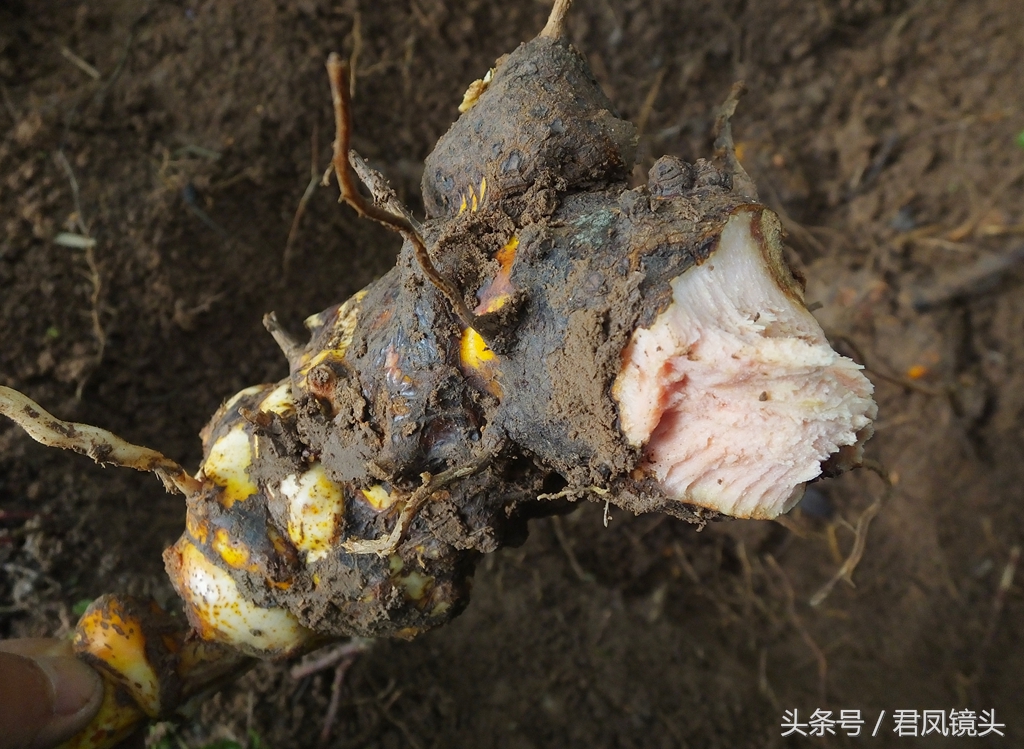 金刚藤的功效与作用(金刚藤的功效与作用)-知道啦