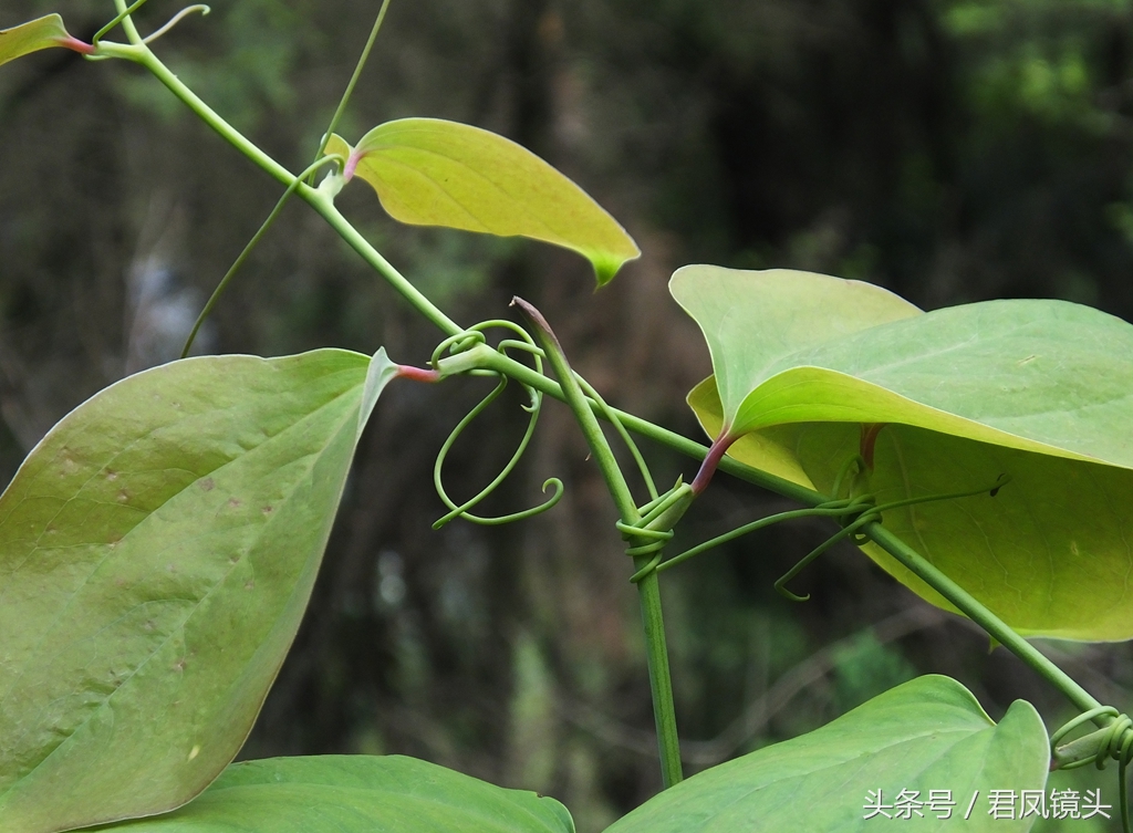 (2)治赤白帶下:菝葜250克,搗碎煎湯,加紅糖50克.2日一劑.