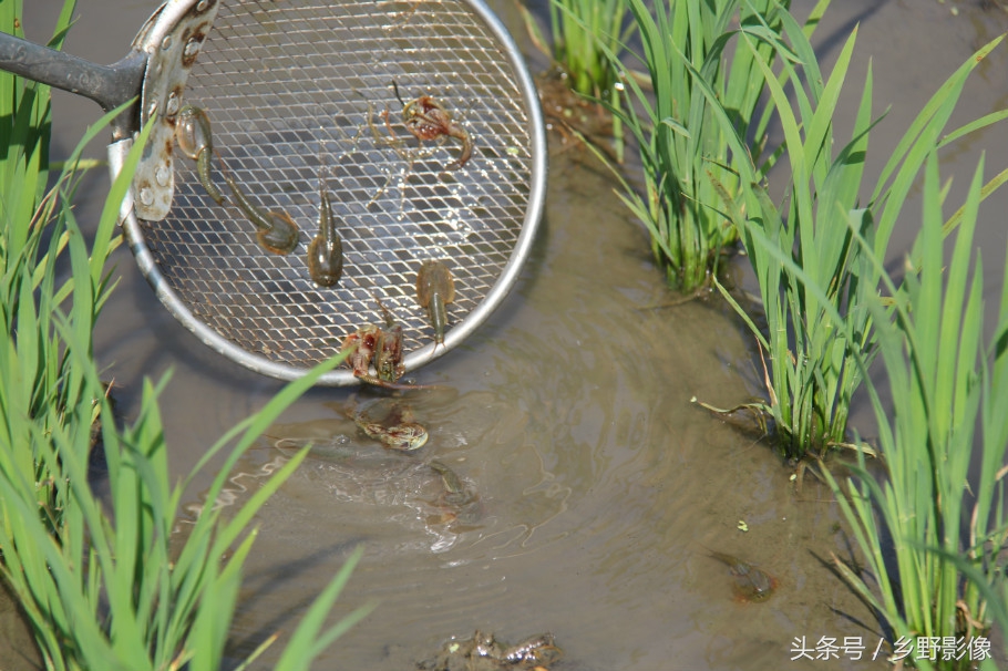 恐龙虾(农村水田捕捉怪物“三眼恐龙虾”，长相丑陋让人望而生畏)